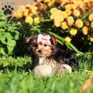Bella, Yorkie Puppy